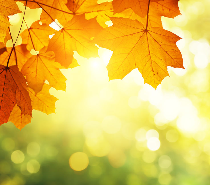 light shining through autumn leaves