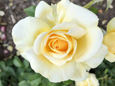 Yellow rose