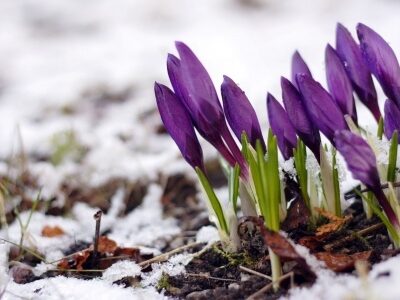 crocuses in snow
