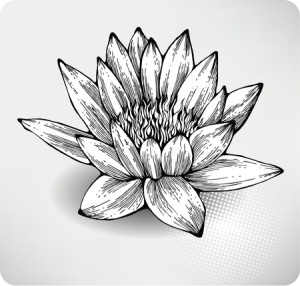 + lotus black and white Greyscale Sept 09 11651078_s