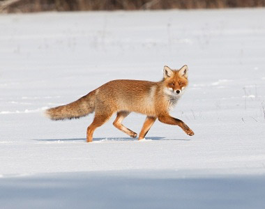 red fox in snow
