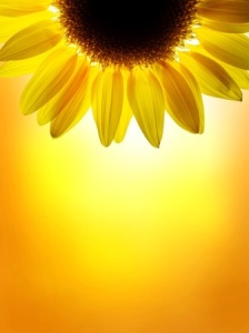 + sunflower on sunset April 2010 10288800_s