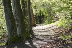 + tree-lined path FB AP 16 19986092_s