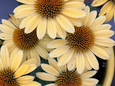 yellow echinecea